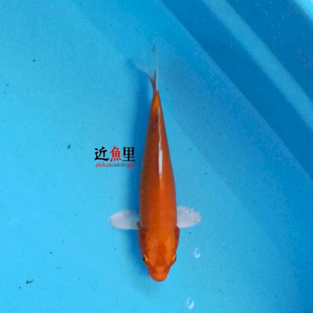 Orenji Hariwake 20 cm
