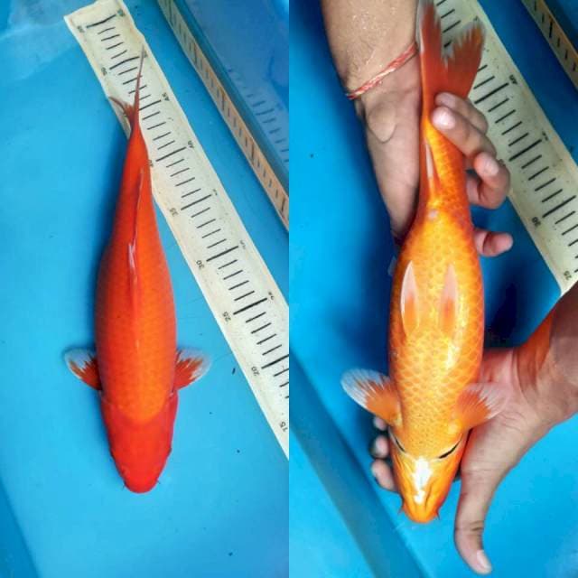 Aka Hajiro, 34cm female
