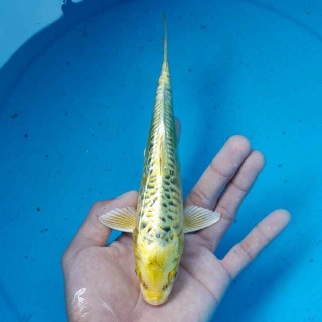 KIN MATSUBA MALE