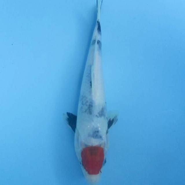 Tancho, 28cm