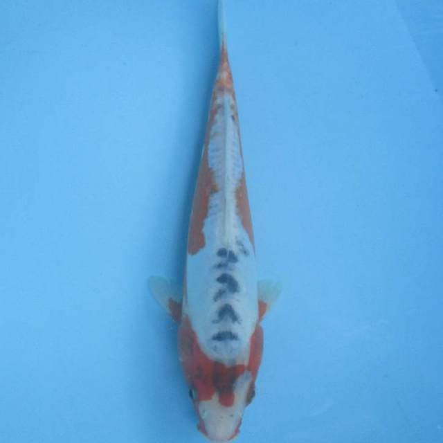 Shusui, 27cm