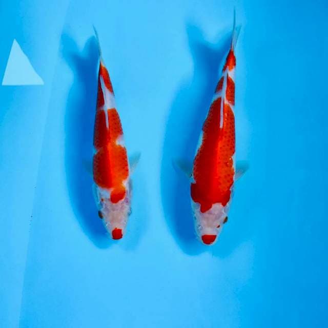 Paket Kohaku, 20,22 cm