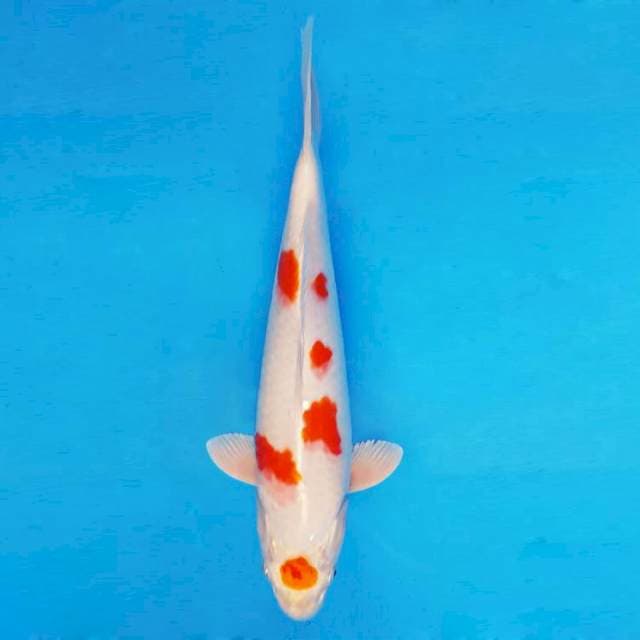 MEDUSA 10 - KIN SHOWA EVOLUTION ®