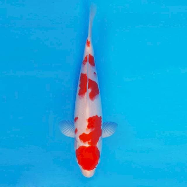 MEDUSA 11 - KOHAKU ®