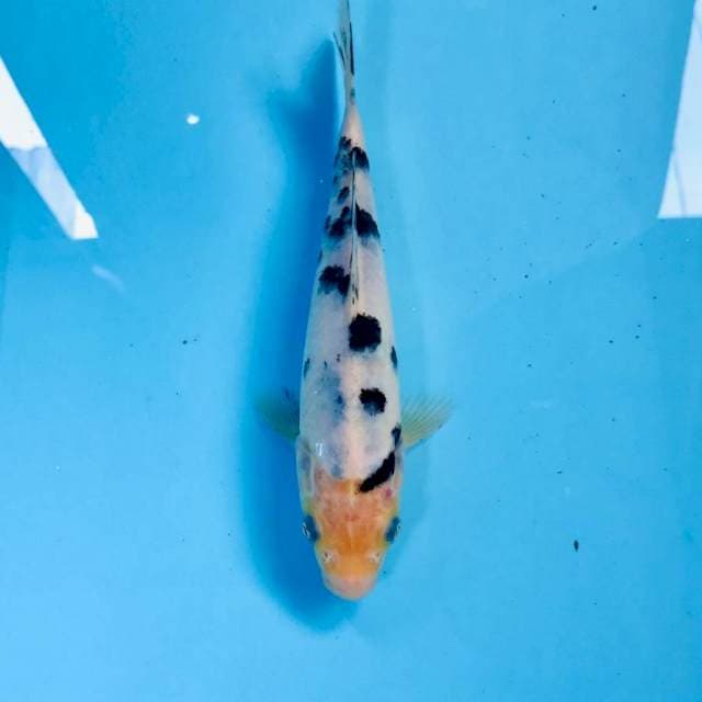 Bekko, 19 cm