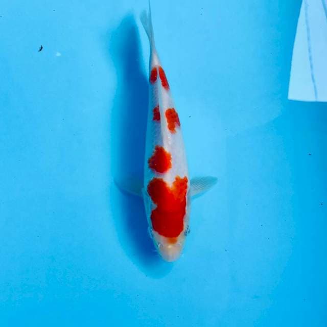 Kohaku, 19 cm