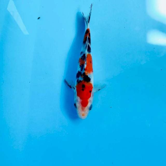 Sanke, 17 cm