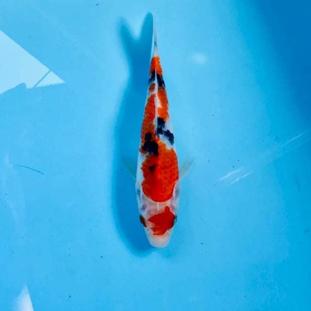 Sanke, 18 cm
