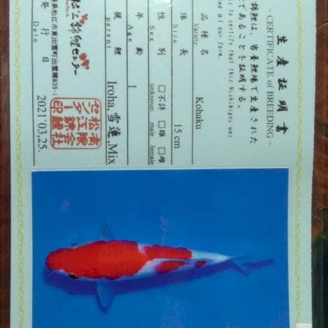 Kohaku Matsue Certy Breeder