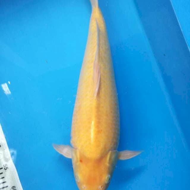 Karasi 47 cm