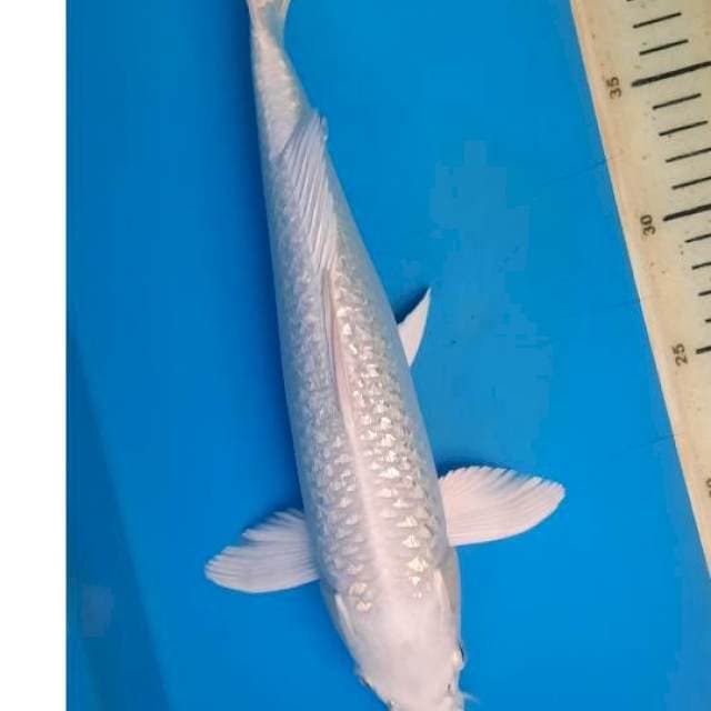 Platinum ginrin 32cm