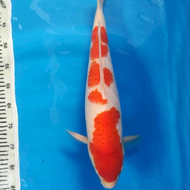 Kohaku Male 45 cm