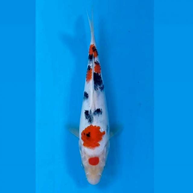 Sanke, 18 cm