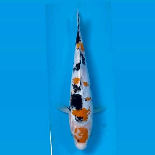 Sanke, 20 cm