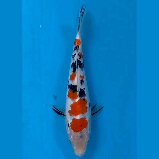 Sanke, 20 cm