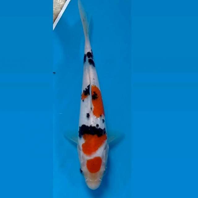 Sanke, 18 cm