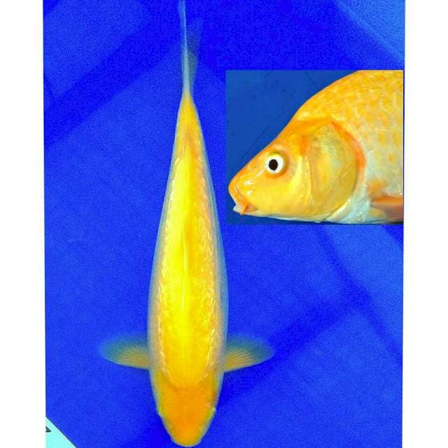 Male ginrin punuk