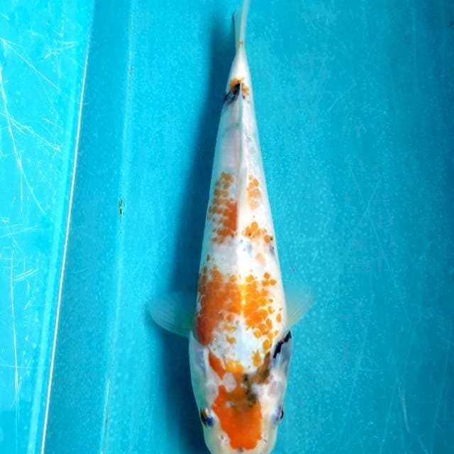 Showa kanoko