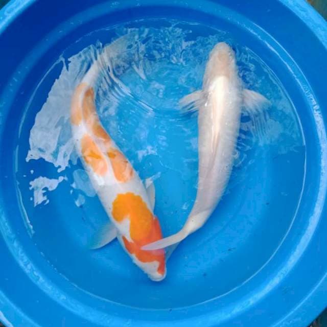 Kohaku 48cm
