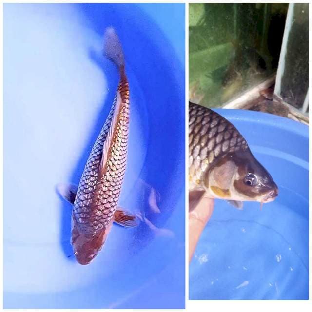 Ochigin punuk 35 cm