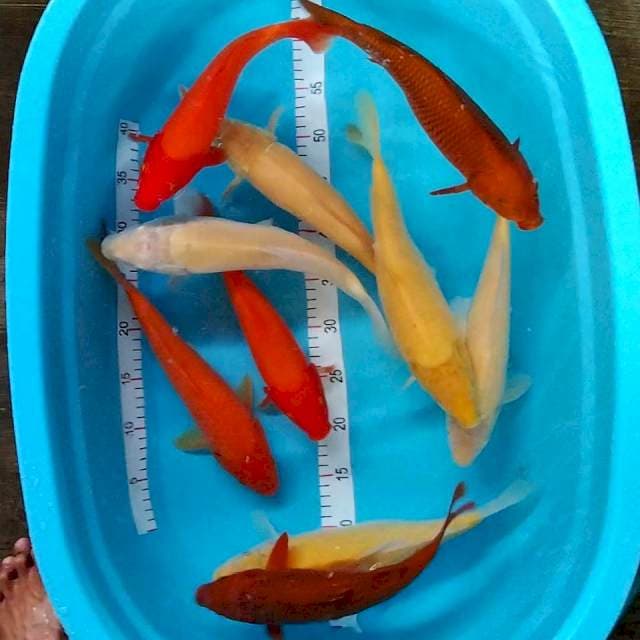 Karashi, beni, chagoi Tembaga 30-35cm