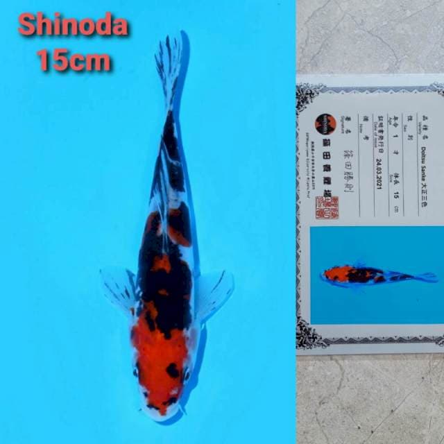 Shinoda sanke 15cm certi