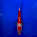 Kohaku 32 cm