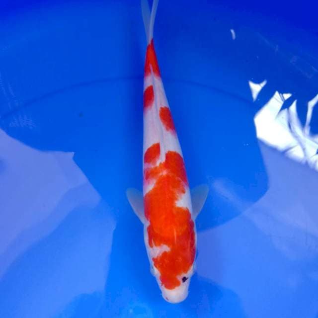 Kohaku 27 cm