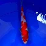 Kohaku 27 cm