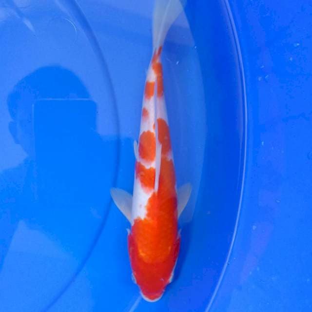 Kohaku 28 cm