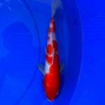 Kohaku 28 cm