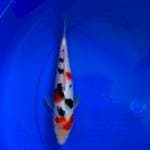 Sanke 27 cm