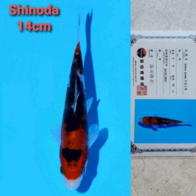 Shinoda sanke 14cm certi