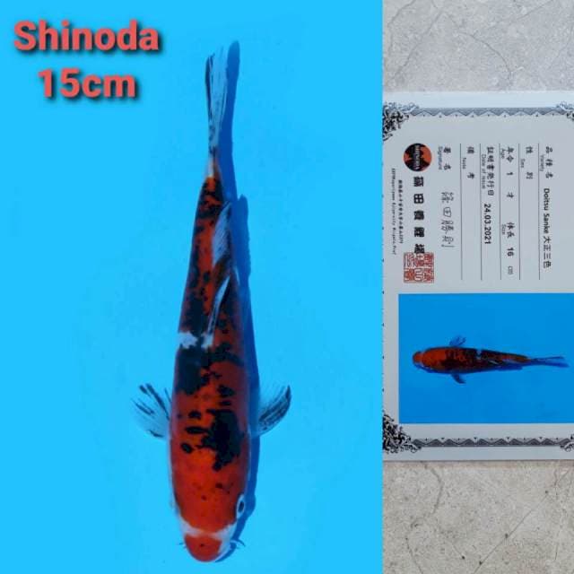 Shinoda sanke 16cm certi