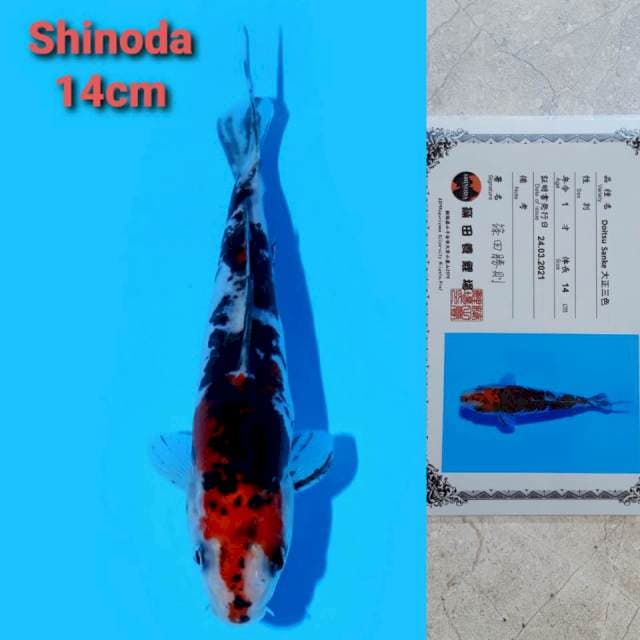 Shinoda sanke 14cm certi