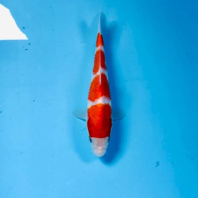 Kohaku, 19cm