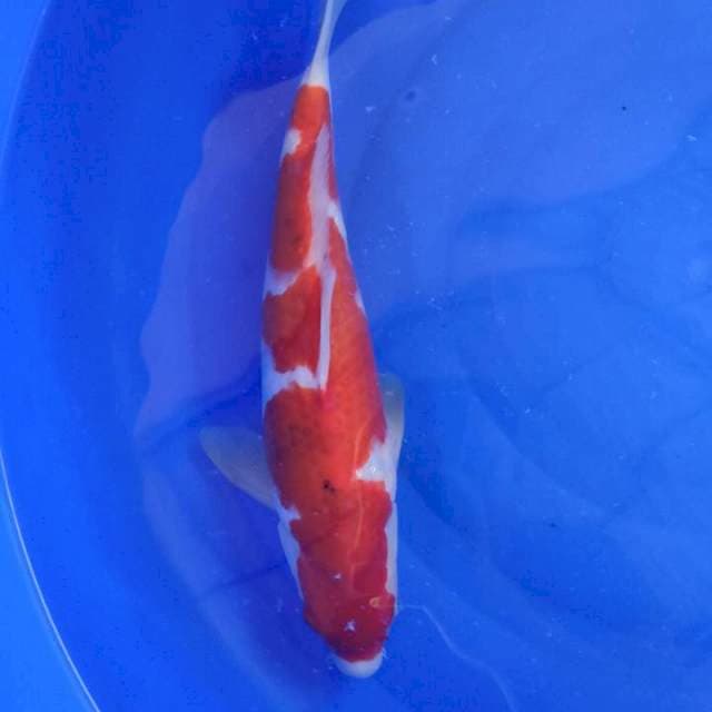 AI GOROMO SQ 36CM