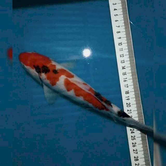 Sanke Inazuma 24cm
