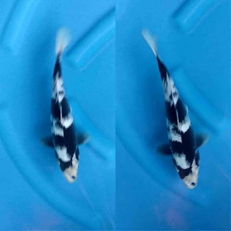 HQ Muda - Shiro Utsuri Putih Salju