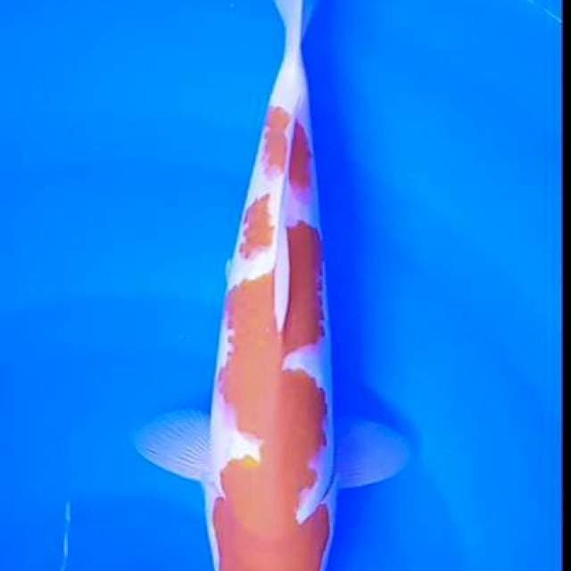 Kohakhu 29 cm