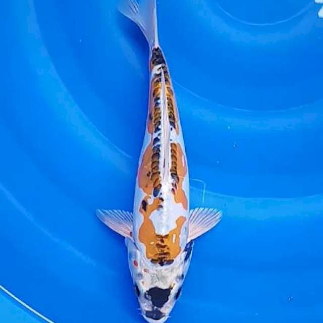 Kikoryu 29cm