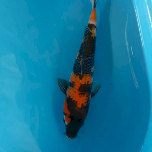 Showa 36 cm