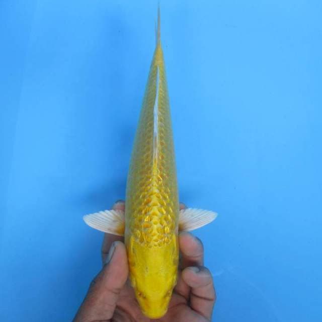 Yamahuki ogon ginrin