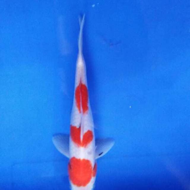 Sanke tategoi calon sesuatu