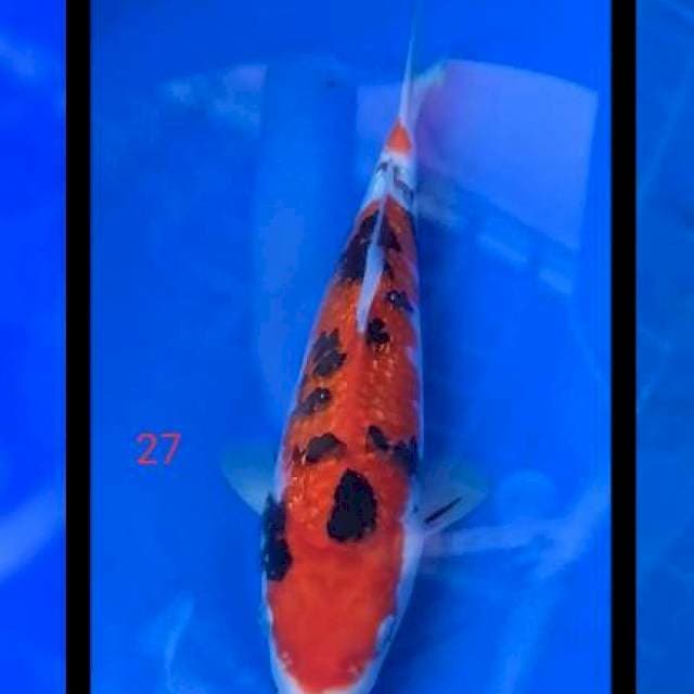 Sanke 27cm