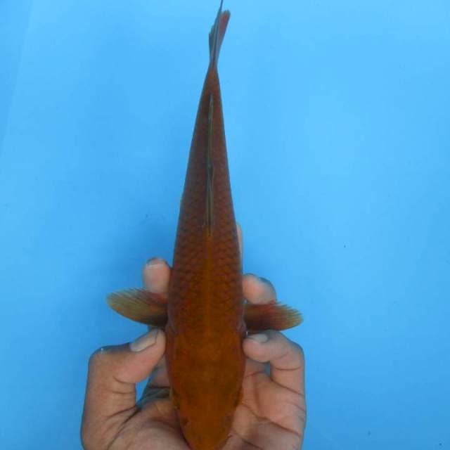 Tembaga