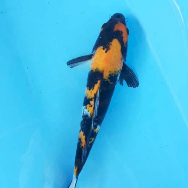 Showa 32 cm
