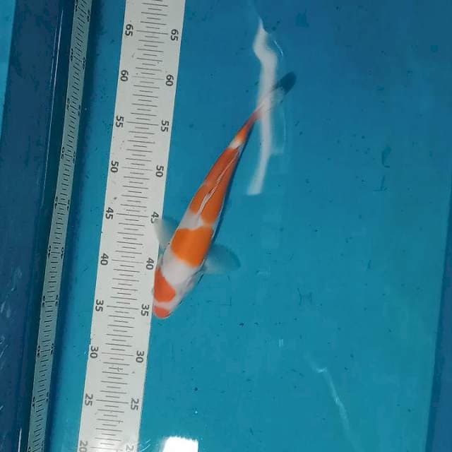 Kuci beni khuhaku 27 cm