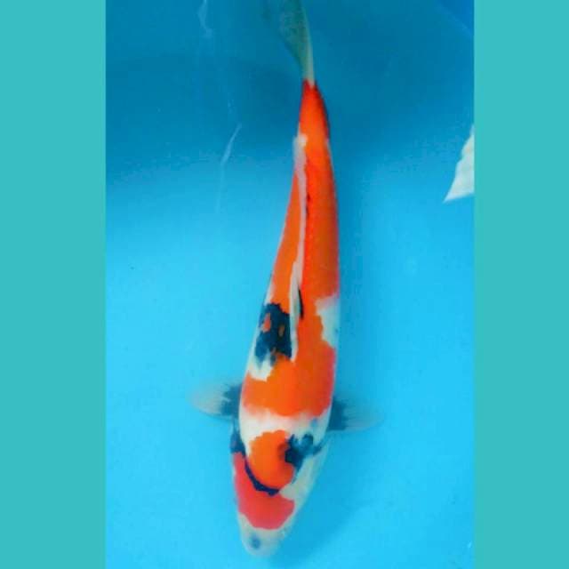 Showa 34cm