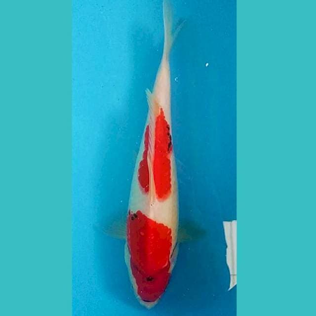 Showa strong 28cm